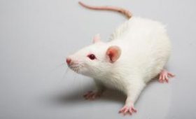 Вырастить пальцы мыши после ампутации смогли ученые США