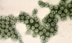 Что мы знаем о новом коронавирусе на данный момент