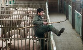 Подешевевшие зерно и свинина испортили настроения российских аграриев