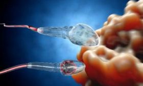 Ученые: качество мужской спермы снижается из-за плохой экологии