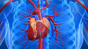 Эксперты назвали простой способ проверки состояния сердца и сосудов