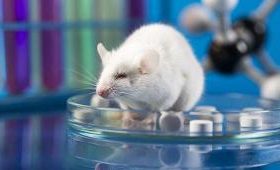 Наночастицы восстановили спинной мозг мышей после травмы
