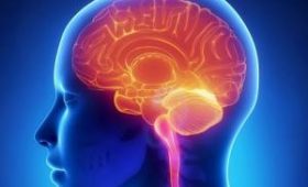 Пять мифов о работе головного мозга, в которые мы все еще верим  Источник: ladyhealth.com.ua